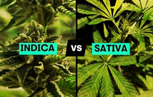 Индика и сатива. Кто есть кто? И кто круче?