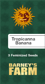 Tropicanna Banana Fem