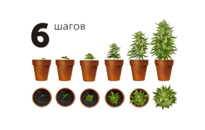 6 шагов в выращивании: краткое пособие от семени до урожая