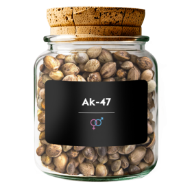 AK-47 