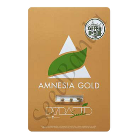Amnesia Gold Fem