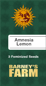 Amnesia Lemon Fem