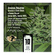 Amnesia Molotov Fem
