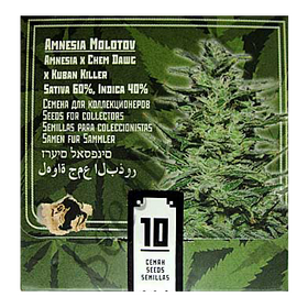 Amnesia Molotov Fem