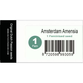 Amsterdam Amensia Fem