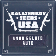 Amur Gelato AutoFem