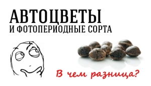 Автоцветущие и фотопериодные: в чём разница?