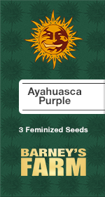 Ayahuasca Purple Fem