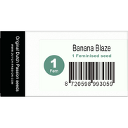 Banana Blaze Fem