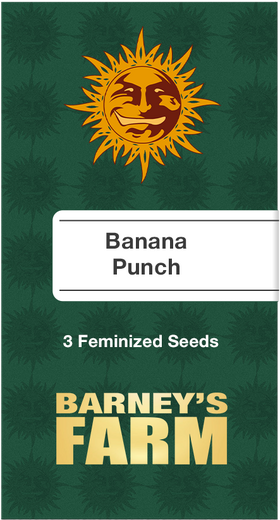 Banana Punch Fem