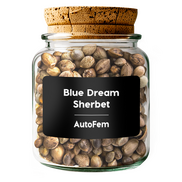 Blue Dream Sherbet AutoFem