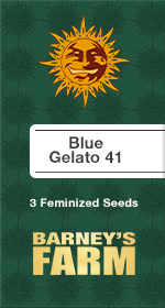 Blue Gelato 41 Fem