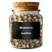 Blueberry  AutoFem