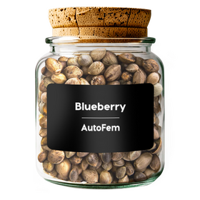 Blueberry  AutoFem