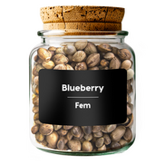BLUEBERRY Fem