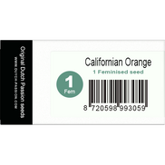 Californian Orange Fem