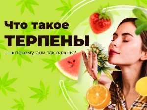 Терпены в конопле - что это такое, влияние, эффекты и история открытия