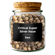 CRITICAL SUPER SILVER HAZE Fem