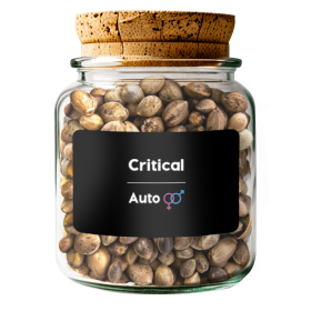 Critical Auto