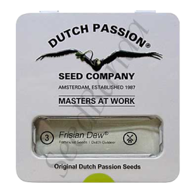 Frisian Dew Fem