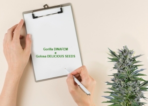 Гроурепорт Gorilla DINAFEM и Golosa DELICIOUS SEEDS. Укоренение и начало вегетации