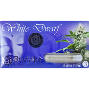 White Dwarf AutoFem