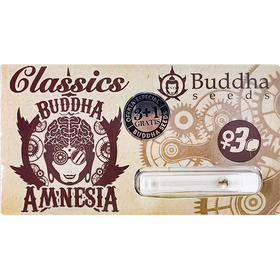 Amnesia Fem