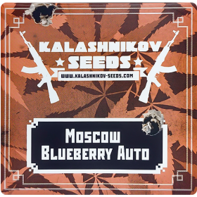 Moscow Blueberry AutoFem