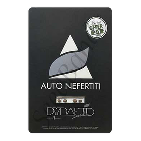 Nefertiti AutoFem