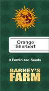 Orange Sherbert Fem