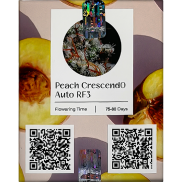 Peach CrescendO AutoFem