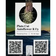 Pluto Cut AutoFem