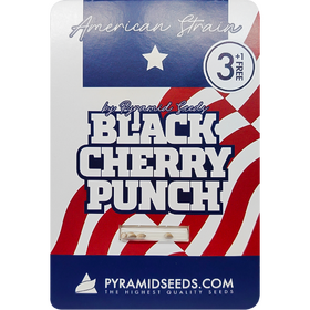 Black Cherry Punch Fem