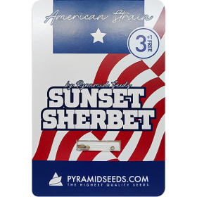 Sunset Sherbet Fem