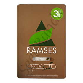 Ramses fem