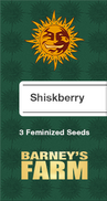 Shiskberry Fem