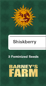 Shiskberry Fem