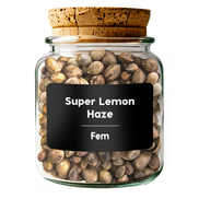 SUPER LEMON HAZE Fem