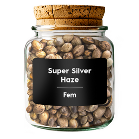 SUPER SILVER HAZE Fem
