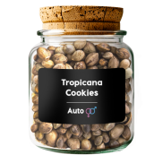 Tropicana Cookies Auto