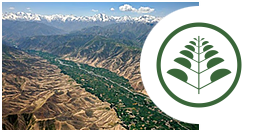 индика